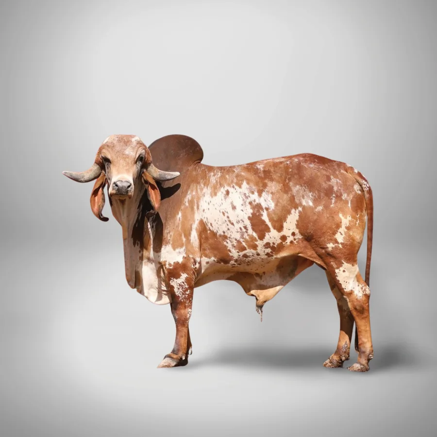 Abhay Gir cattle