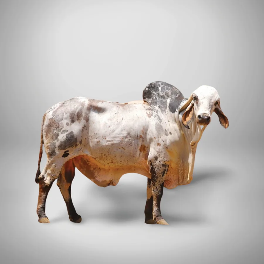 Arjun 1 Gir cattle