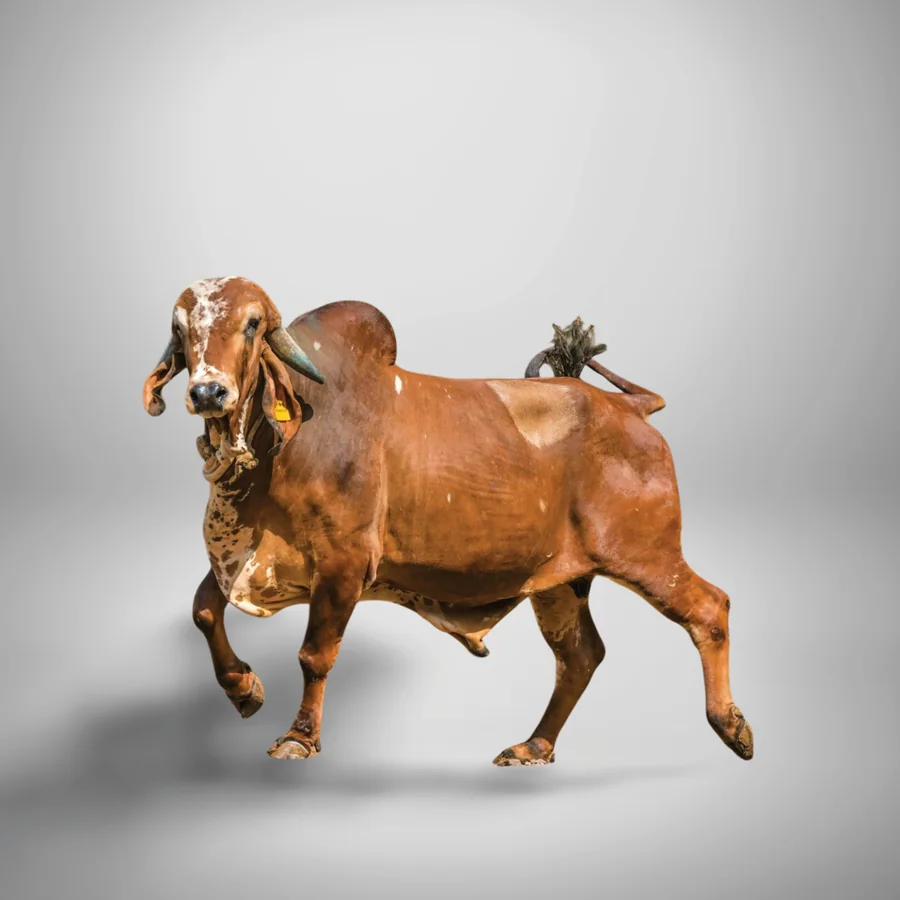 Baldev Gir cattle