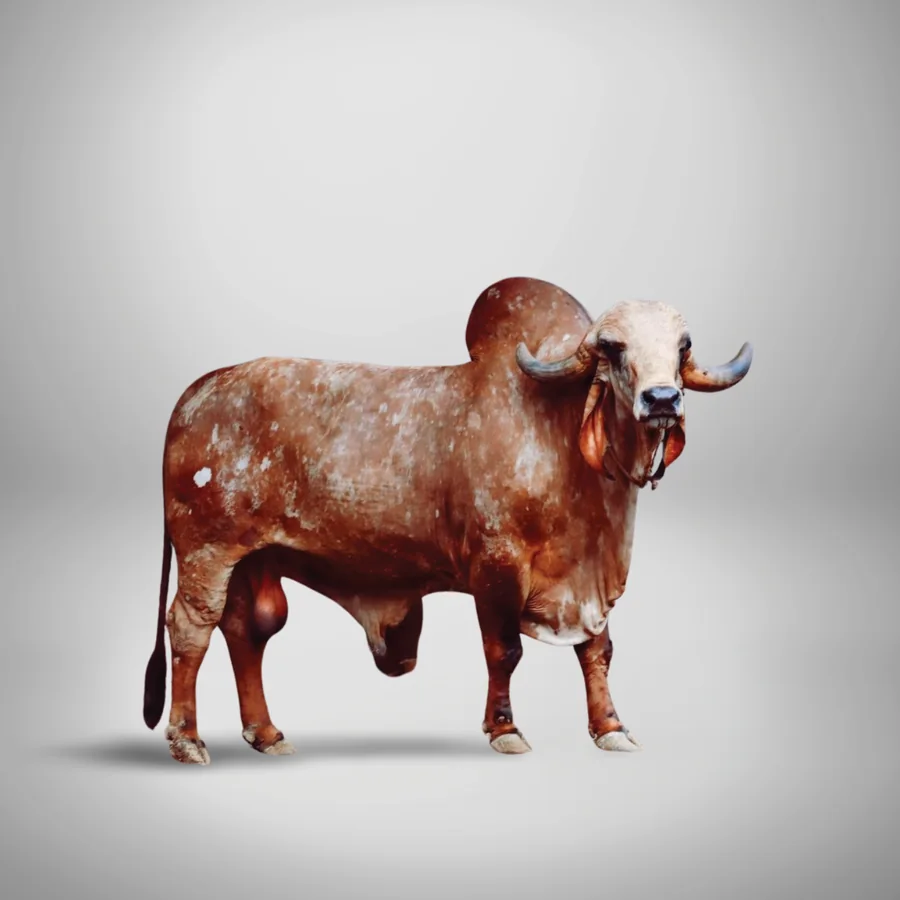 Bhagirath Gir cattle