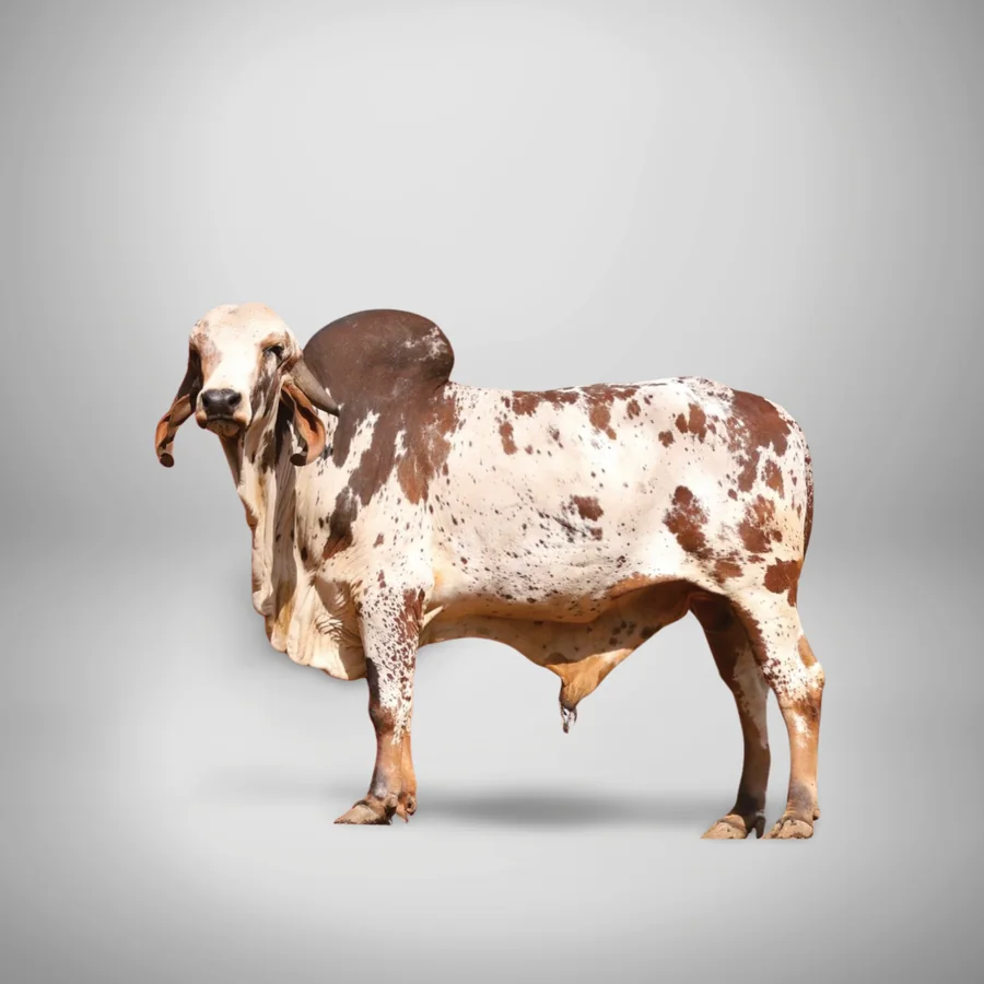Bhujang Gir cattle