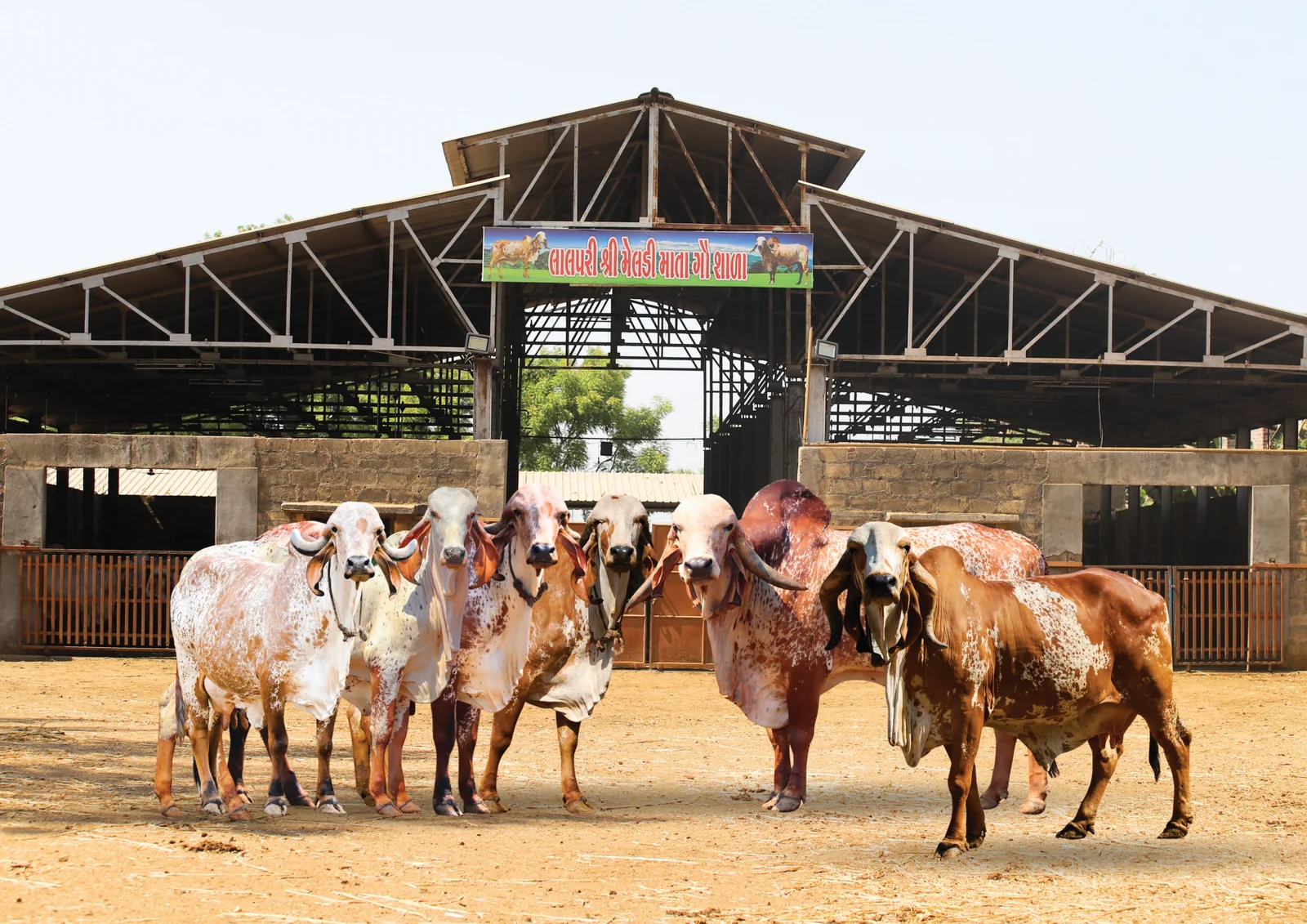LM GenX Gir cattle breeding centre