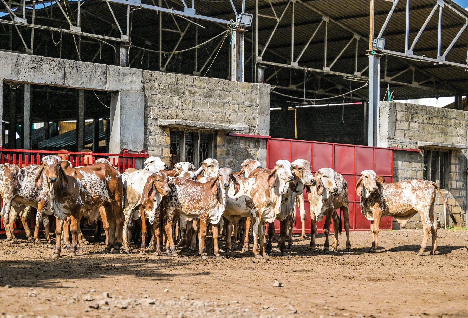 LM GenX herd at the gaushala