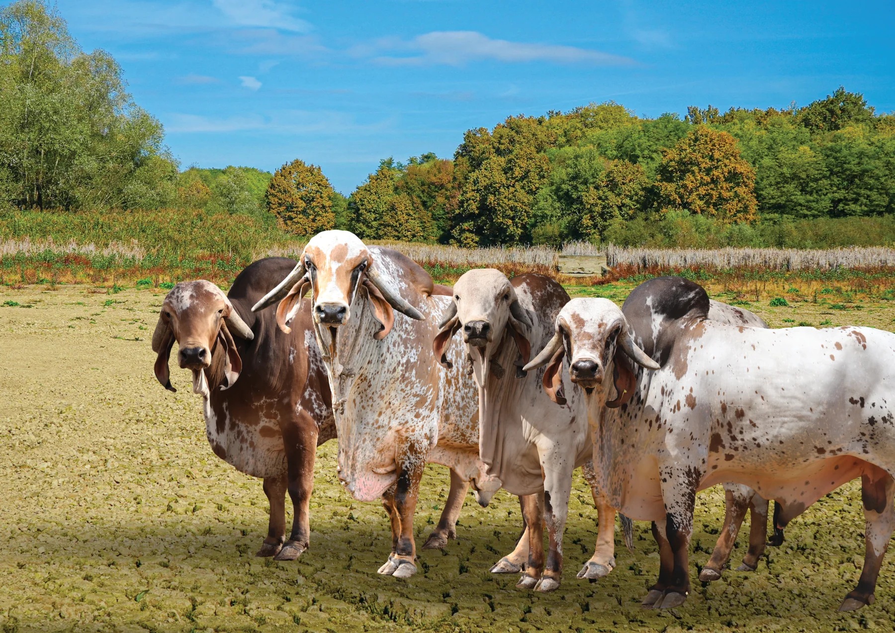 Pure Gir cattle from LM GenX