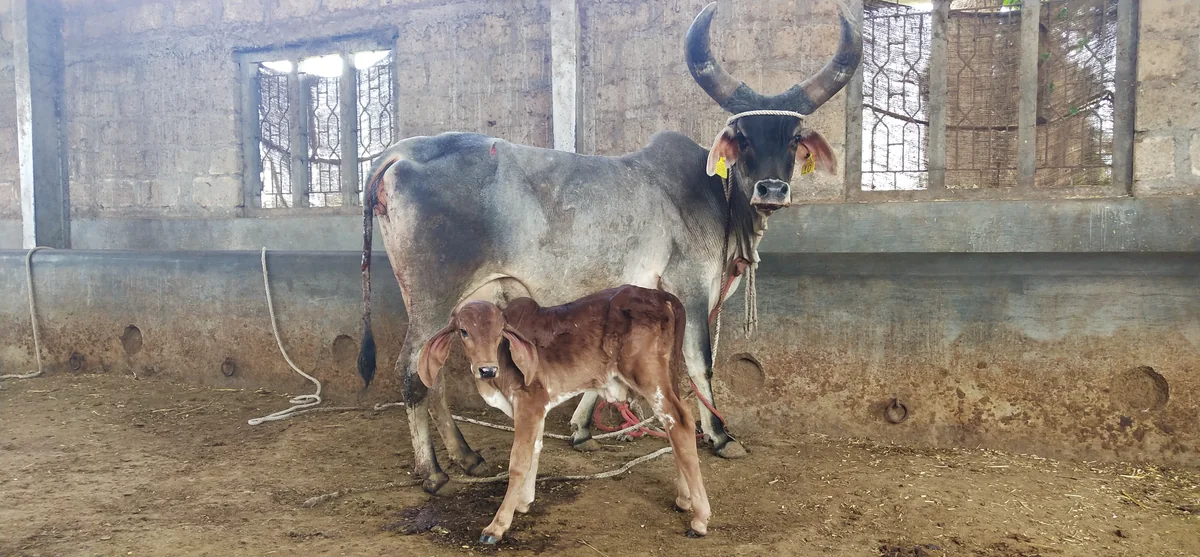 Three-month embryo calf program