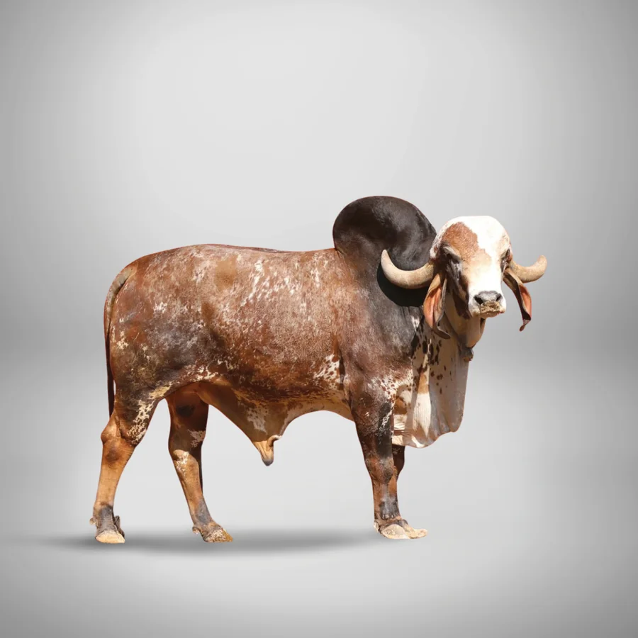 Jay Gir cattle