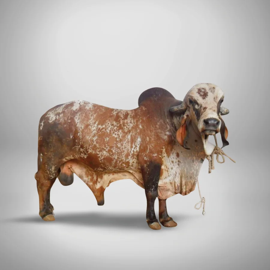Kesariyo Gir cattle