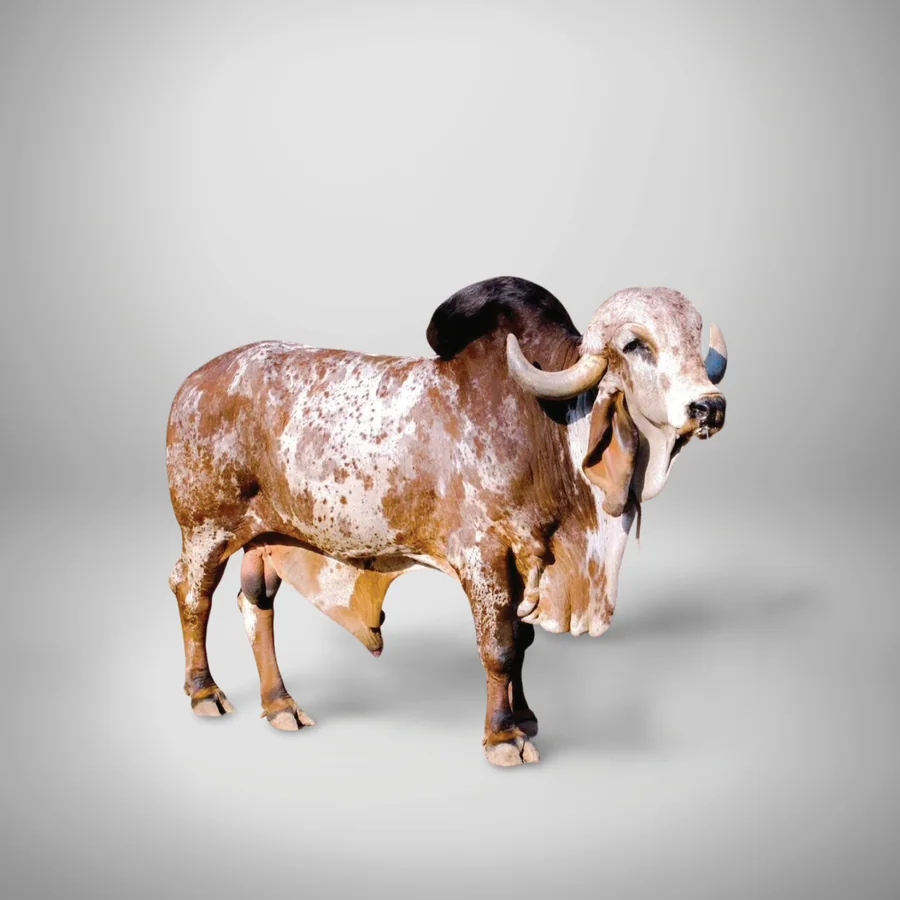Kiran Gir cattle
