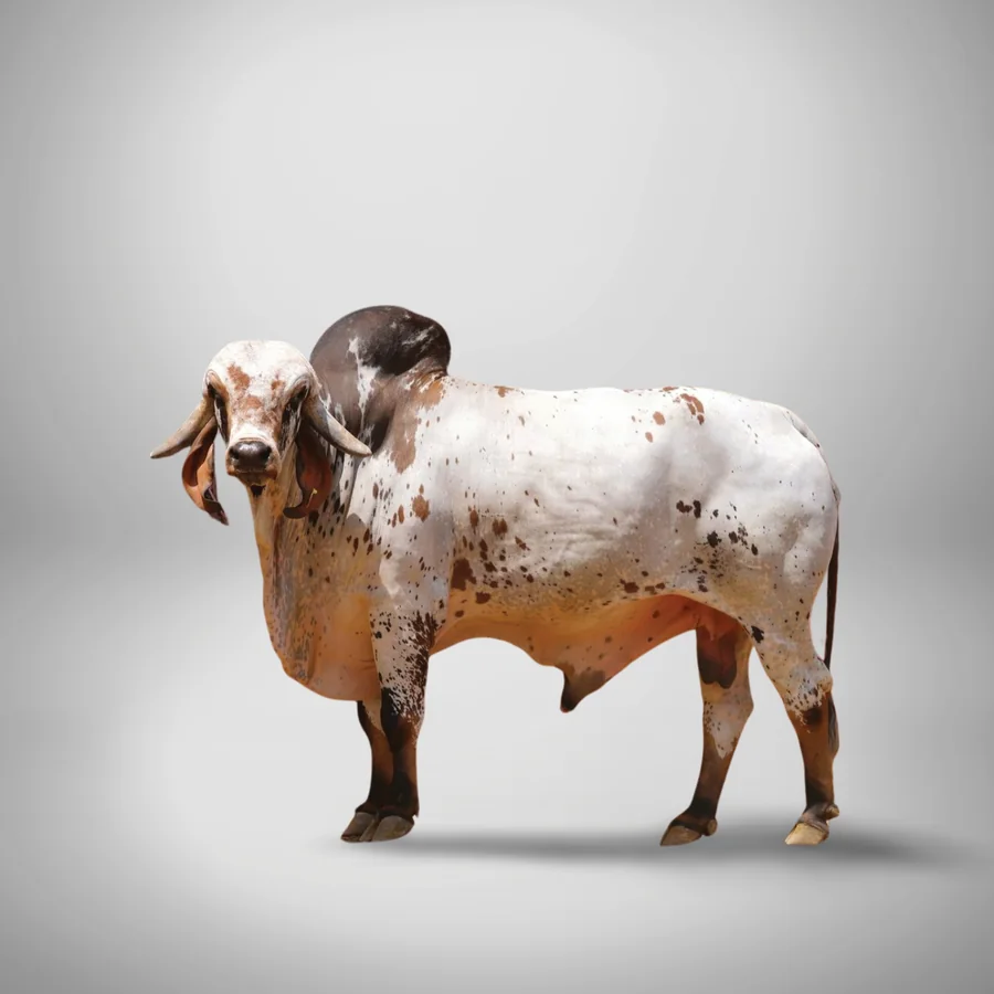 Marcelo 2 Gir cattle