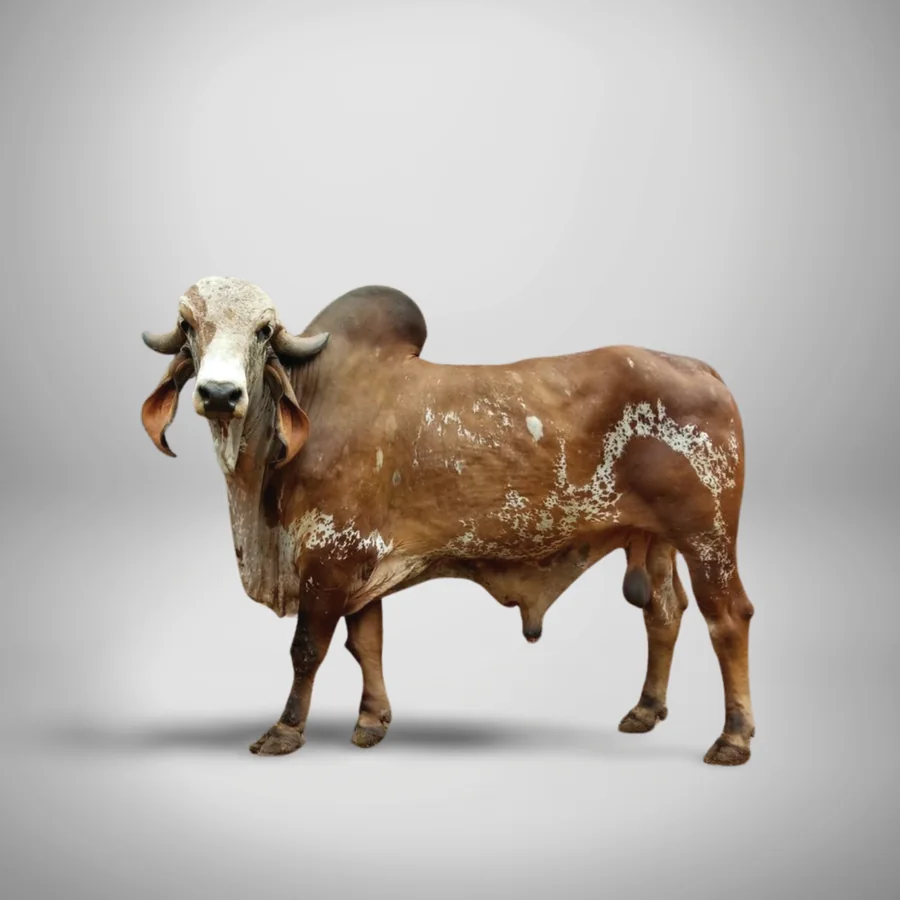 Pandheriyo 3 Gir cattle