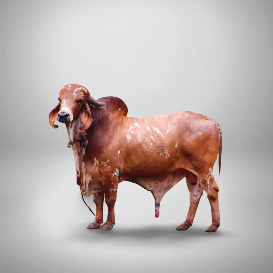 Pawan Gir cattle