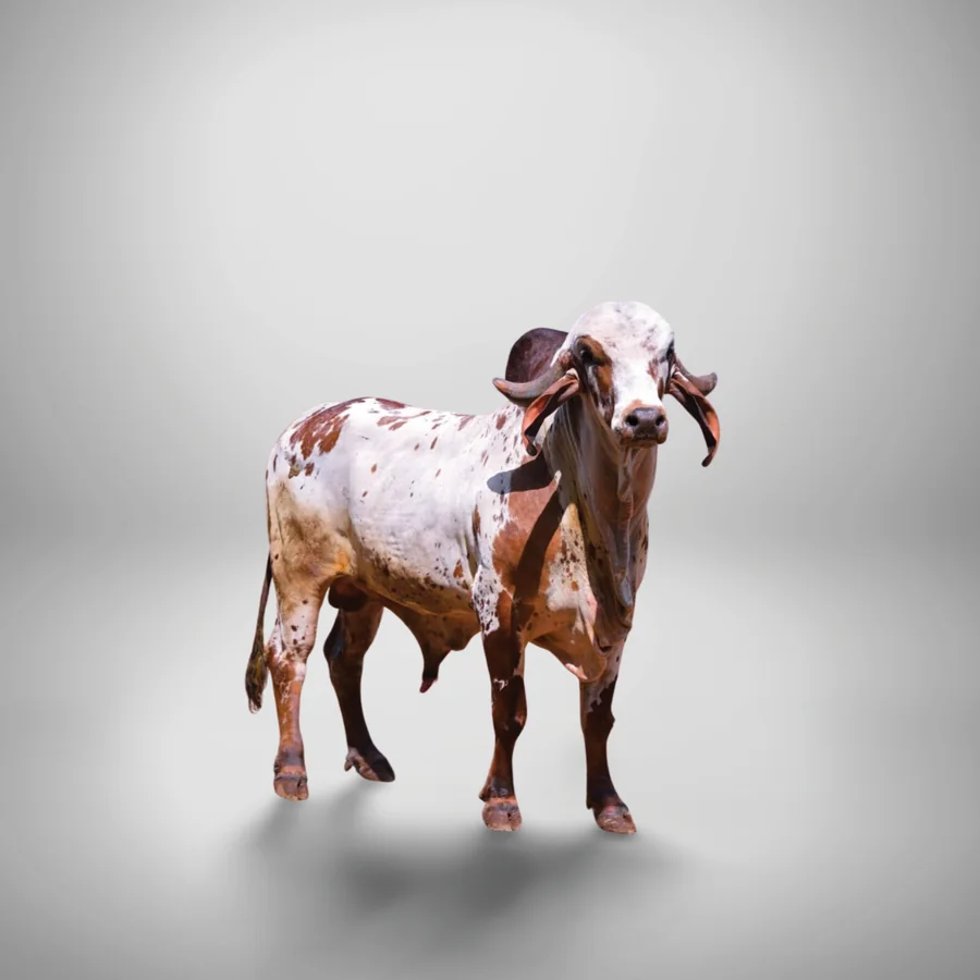 Rishabh Gir cattle
