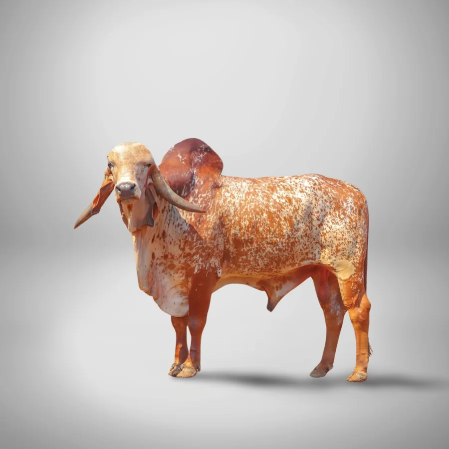 Rupano 136 Gir cattle