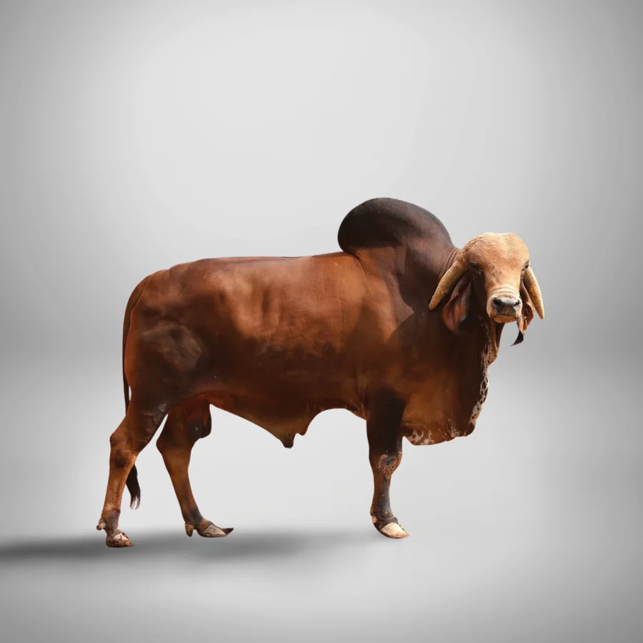 Rupeniyo Gir cattle