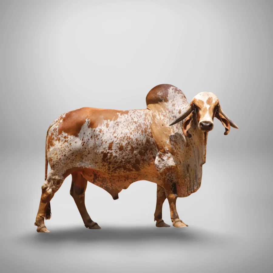 Shangaro 1 Gir cattle