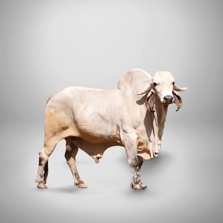 Shangaro Dhoro Gir cattle