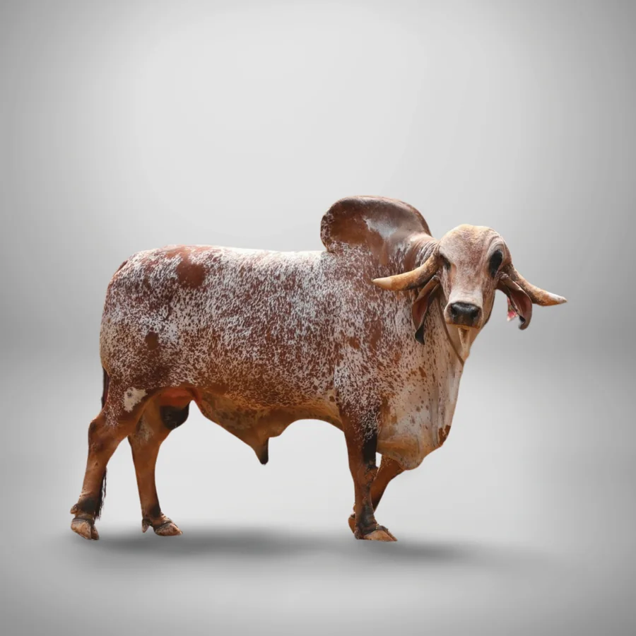 Tilat Gir cattle