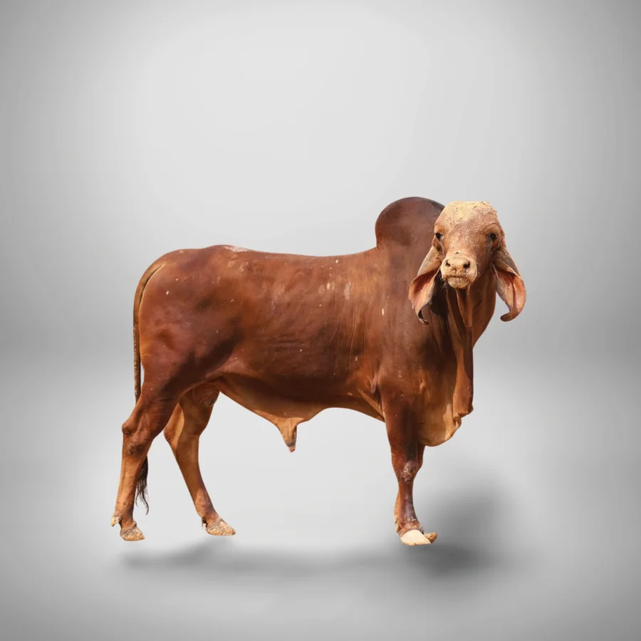 Veer Gir cattle