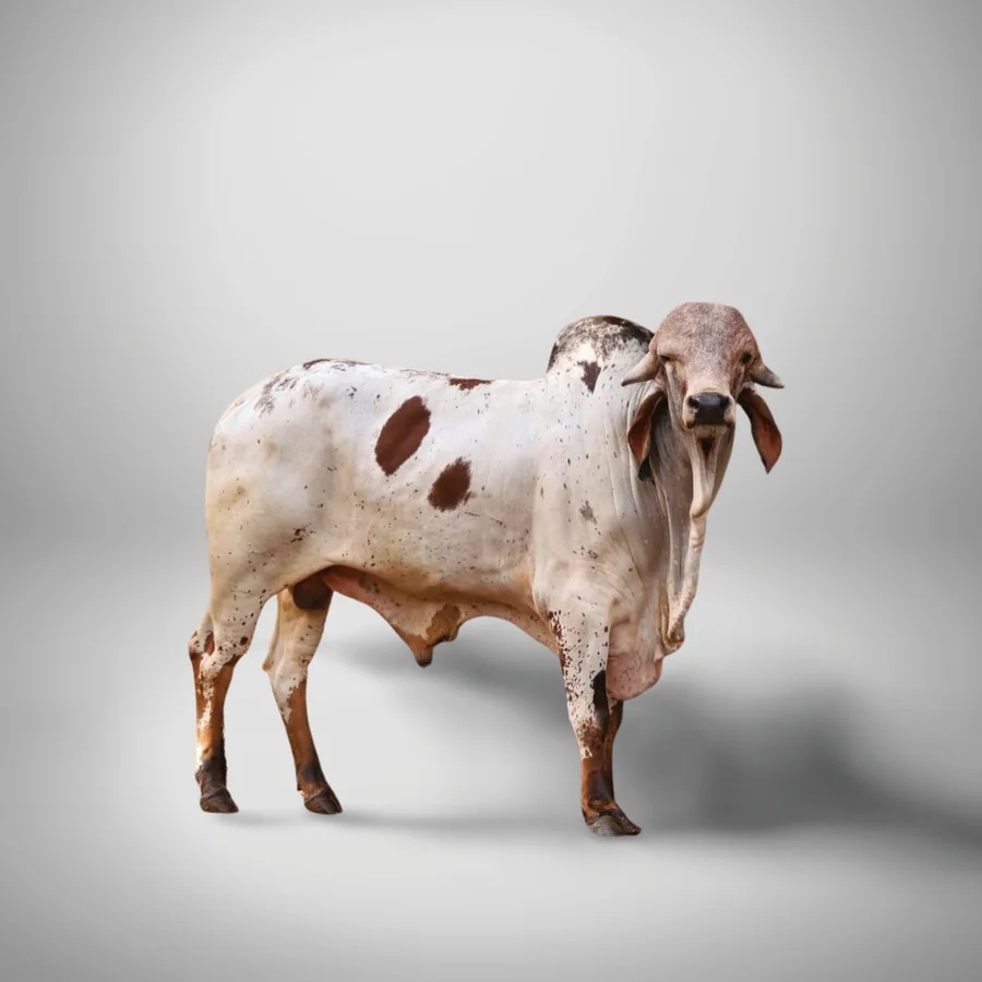 Victor Gir cattle