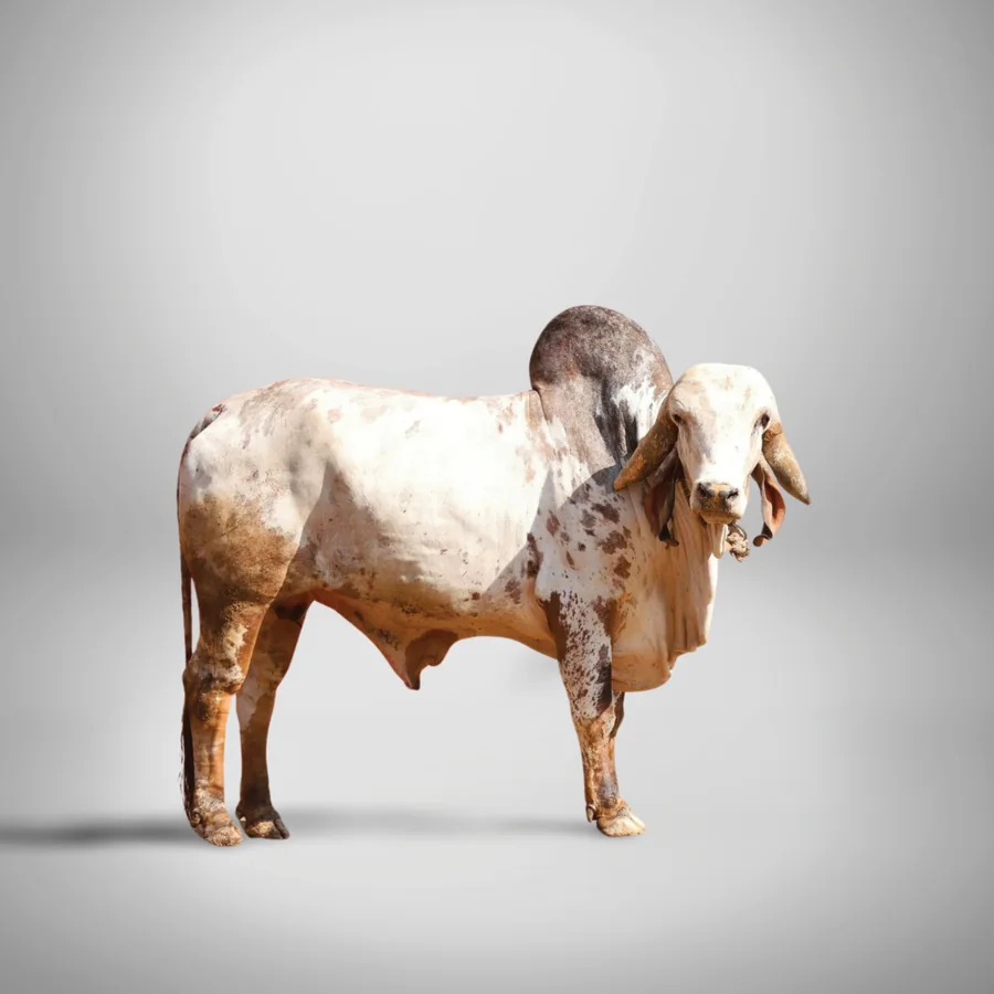 Vyom Gir cattle
