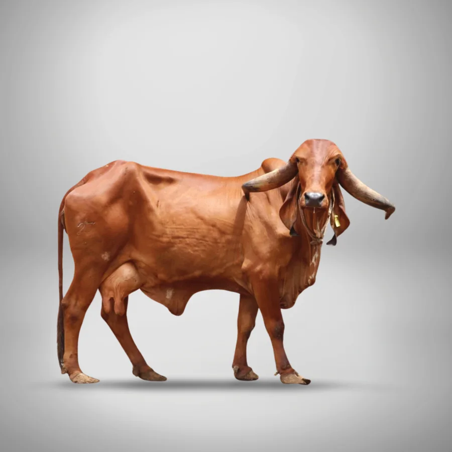 Yogini Gir cattle