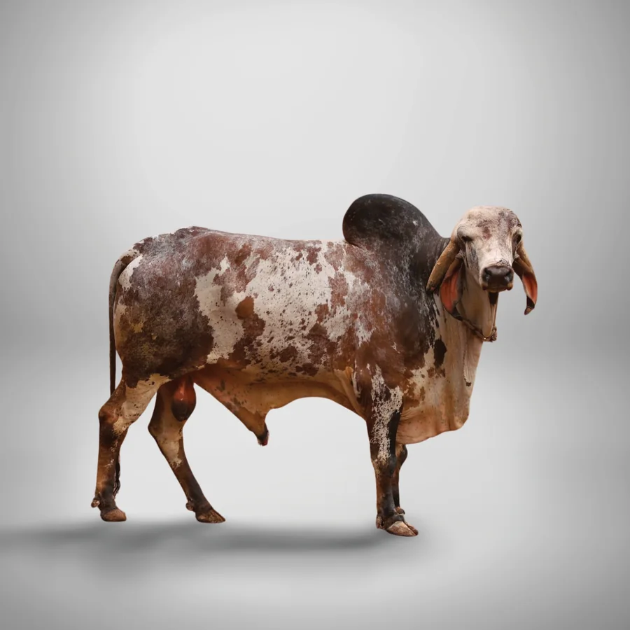 Yug Gir cattle
