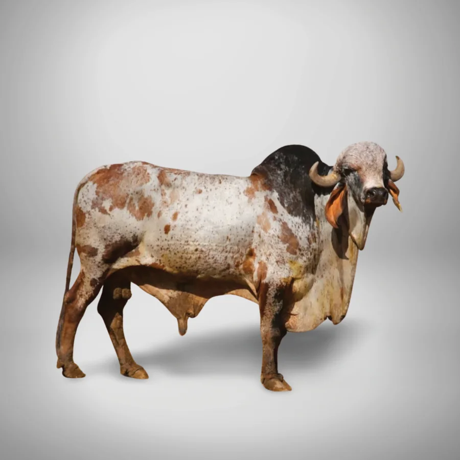 Yuvraj Gir cattle
